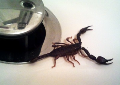 Was macht ein Skorpion im Bidet? Vielleicht werden wir es nie erfahren