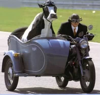 sidecar-cow.jpg