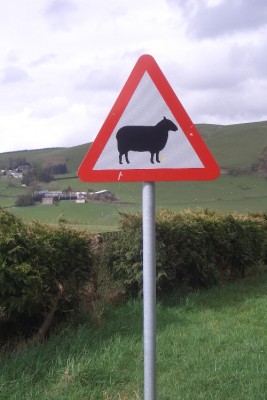 Sheep Warning.jpg
