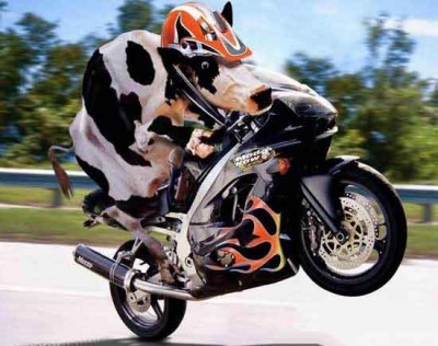 cow-riding.jpg