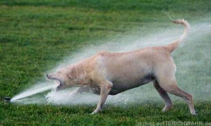 Durstiger Hund.jpg